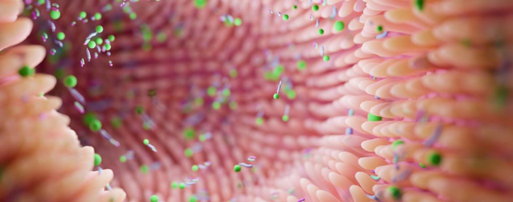 microbiota intestinal