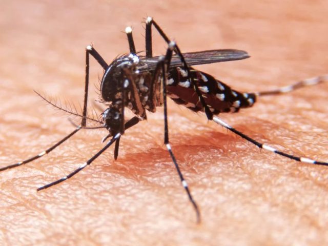 Episodio 214 – P&R44 – SAMe / Salud del viajero, mosquitos y virus emergentes